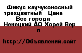 Фикус каучуконосный трехцветный › Цена ­ 500 - Все города  »    . Ненецкий АО,Хорей-Вер п.